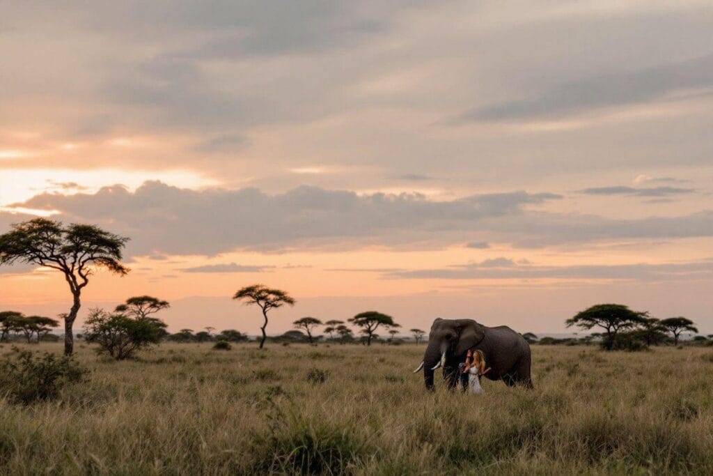 Comment organiser un safari en Afrique pour une lune de miel inoubliable ?